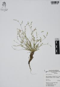 Juncus bufonius image